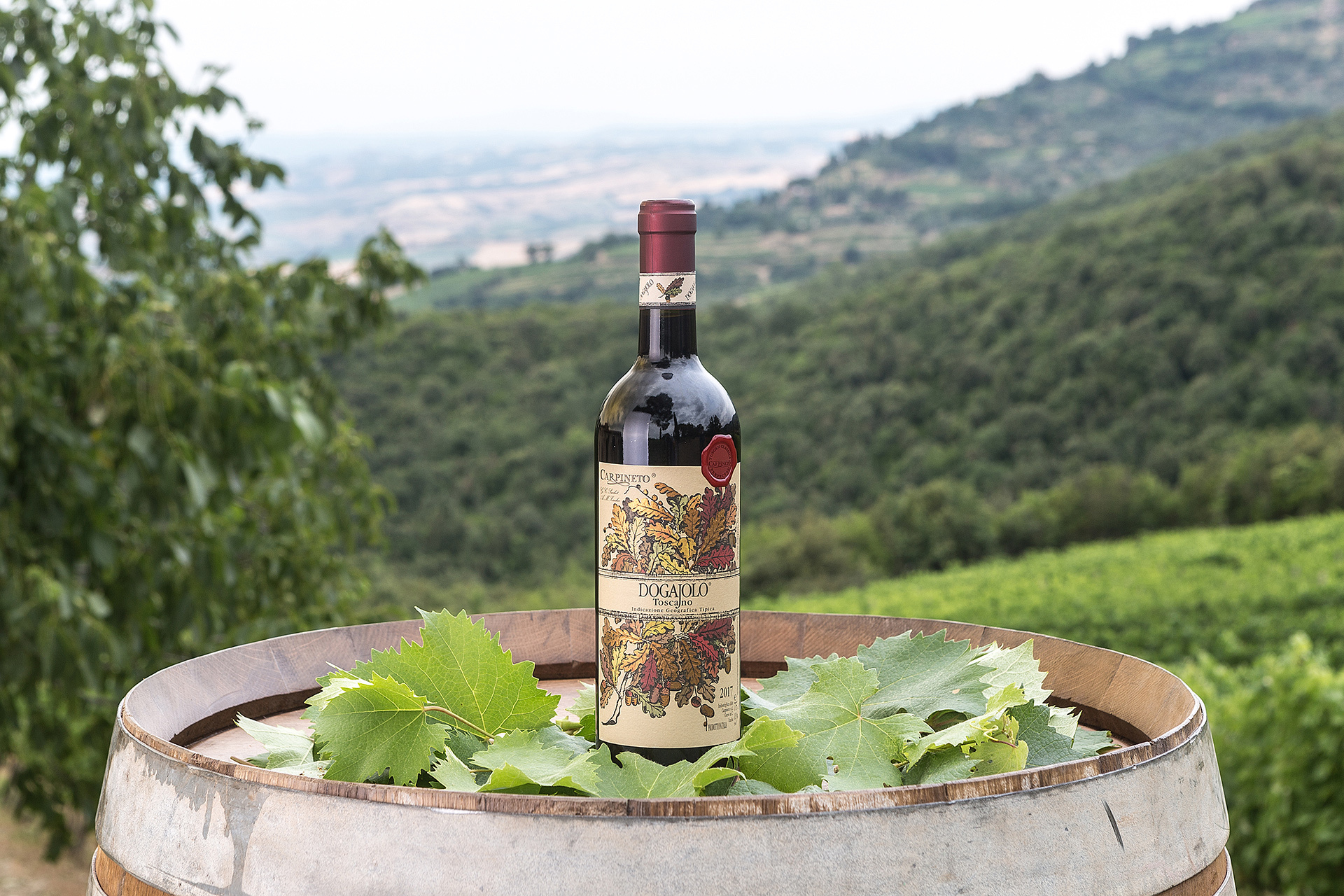Dogajolo Toscano Rosso IGT: il vino giusto per celebrare la Giornata Mondiale dell’Ambiente